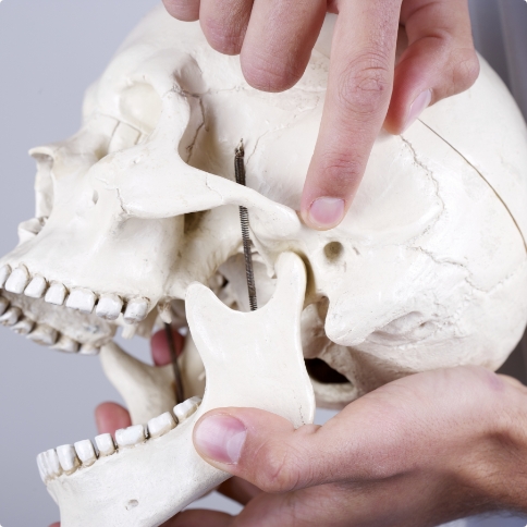 Dentist holding a skull and pointing to the jaw joint