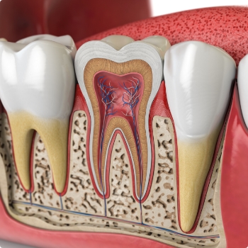 Illustration of the inside of a tooth within the gums